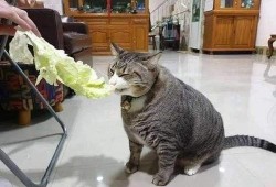 相扑猫吃瓜视频大全免费观看,免费观看视频大全，萌态十足！